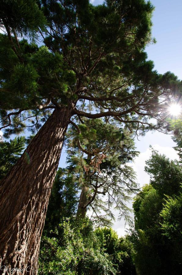 Gite Sequoia Centre Historique 贝叶 外观 照片